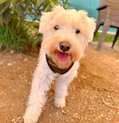 Socialização canina